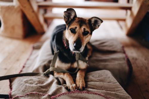 У собаки Лизы случилась беда. 01