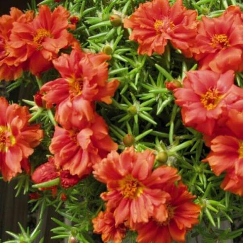 Махровый и крупноцветковый портулак и его выращивание из семян. 09