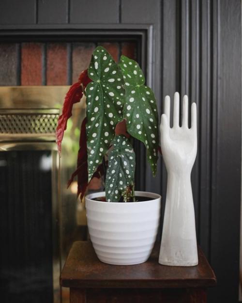 20 главных аргументов почему бегония пятнистая должна быть в вашем доме: 07