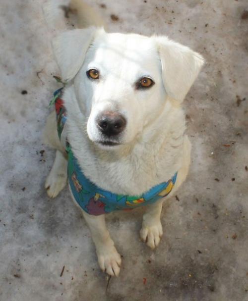 Пристроены!  Дома!   Уехали домой, в семьи: 01