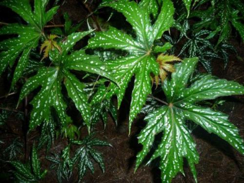 Роскошь узоров лиственных бегоний. 04