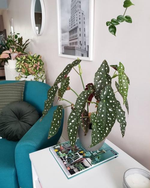 20 главных аргументов почему бегония пятнистая должна быть в вашем доме: 01