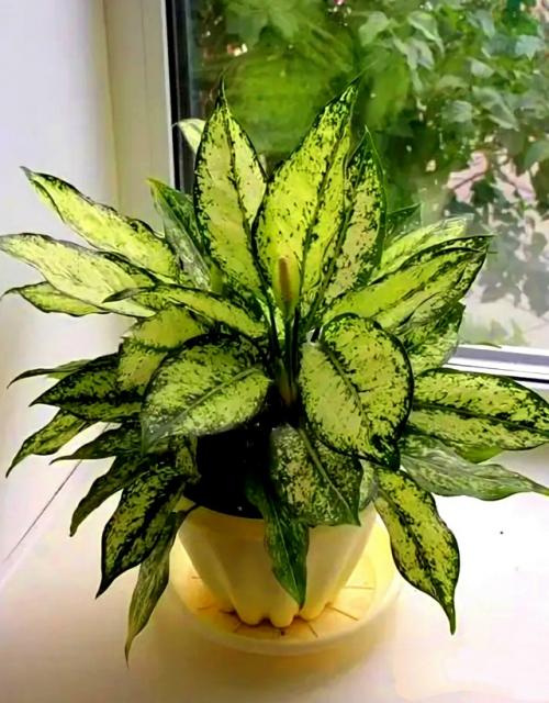 А продаже!  Красивое декоративное растение для дома Аглонема Ferst Diamond. 09