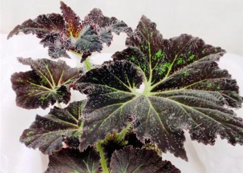 Роскошь узоров лиственных бегоний. 01