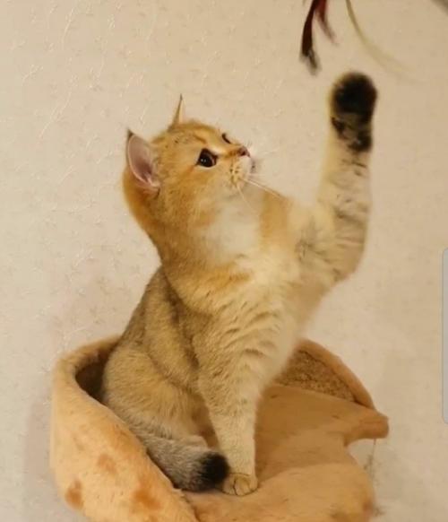 Добрый день.  Нуждаюсь в ваших советах, уважаемые владельцы британцев. 01