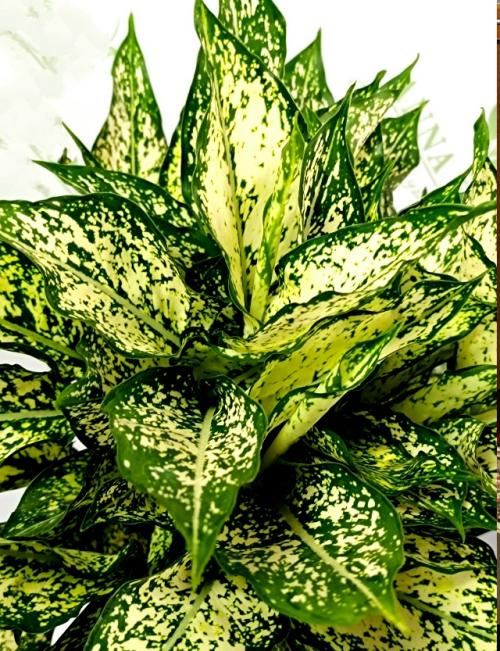 А продаже!  Красивое декоративное растение для дома Аглонема Ferst Diamond. 06