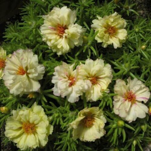 Махровый и крупноцветковый портулак и его выращивание из семян. 03