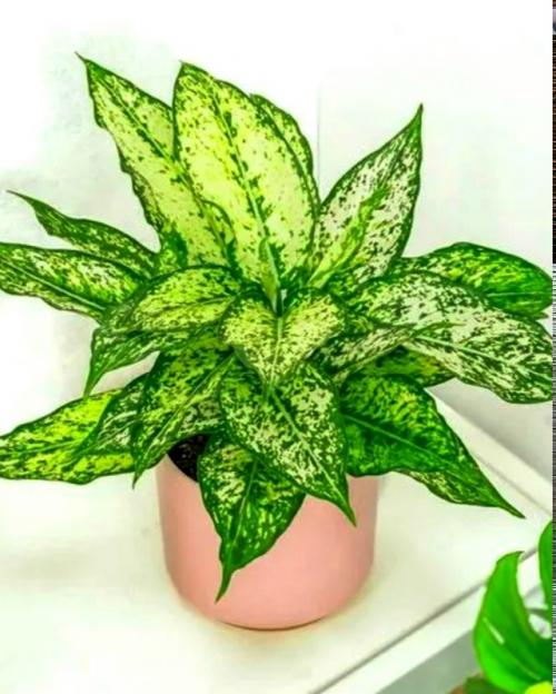 А продаже!  Красивое декоративное растение для дома Аглонема Ferst Diamond. 01
