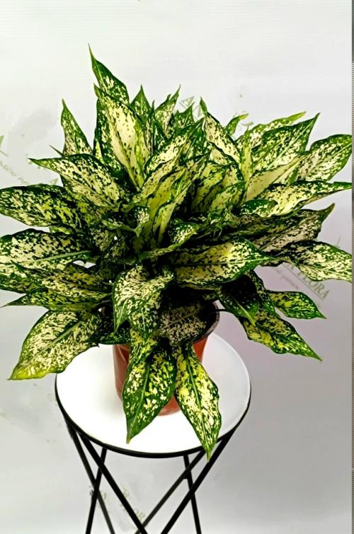 А продаже!  Красивое декоративное растение для дома Аглонема Ferst Diamond. 04