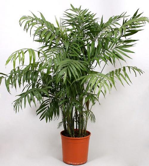 Хамедорея (неанта?   Выбирая неприхотливую теневыносливую пальму для своего дома, присмотритесь к хамедорее. 03