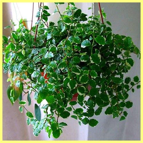 Топ - 10 вьющихся растений. 06