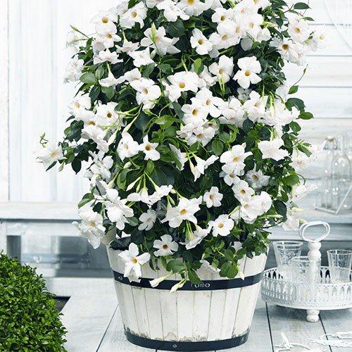 Дипладения.  Цветочнаясемья. Комнатныецветы. 03