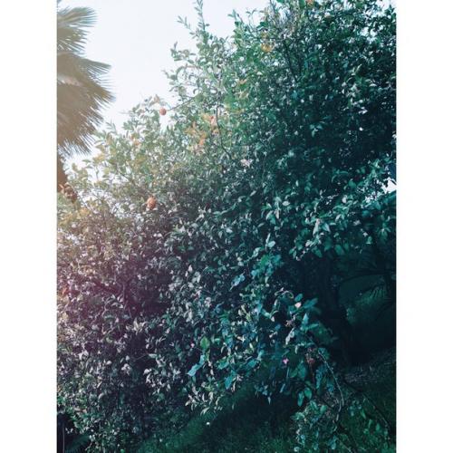 Вчера была очень длинная экскурсия и начали мы ее с дачи Сталина в Абхазии на холодной речке. 06