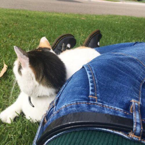 DG_статьи?  P O L L Y? 01