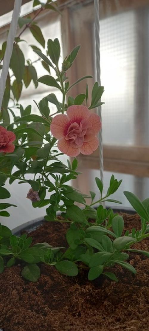 Калибрахоа ампельная махровая. 05