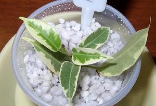 Фикус Бенджамина: уход, причины опадания листьев! 02