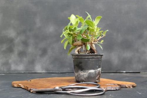 Фикус микрокарпа - бонсай для начинающих. 05