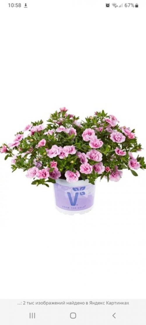 Калибрахоа ампельная махровая. 06