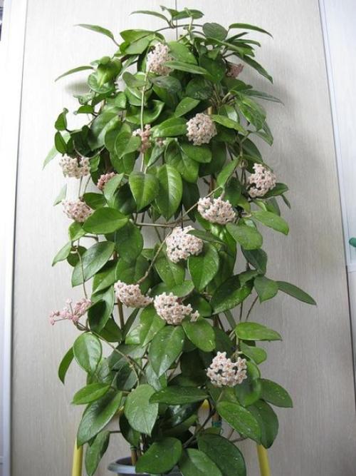 Топ - 10 вьющихся растений. 05