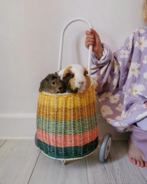 Современный дизайн скандинавского дома для большой семьи с животными. 05