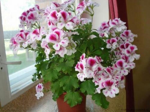 Виды пеларгоний.  Это важно знать. 06