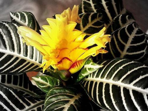 Афеландра.  Уход и разведение афеландры. 01