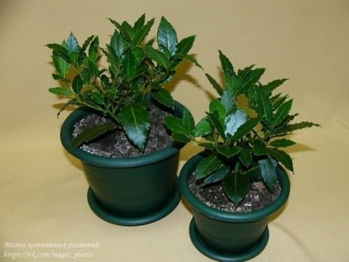 Лавр благородный. Плодовый сад в комнате. 04