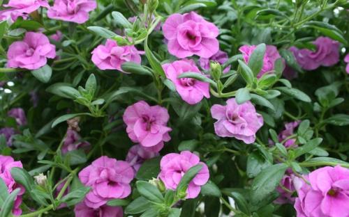 Калибрахоа ампельная махровая. 08