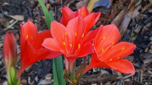 Циртантус, или валлота - алая красота. 04