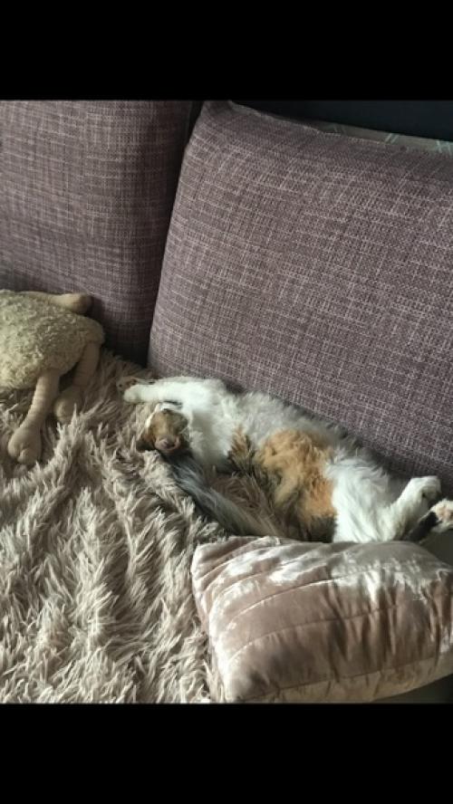 Хочу предложить вашему вниманию кошечку Афоню. 02