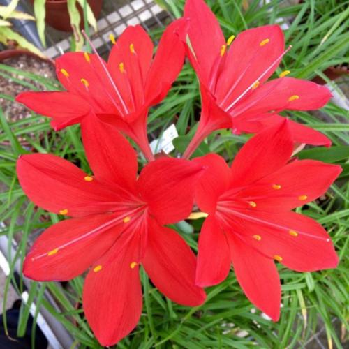 Циртантус, или валлота - алая красота. 02