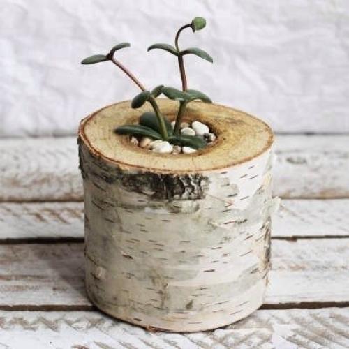 Идеальный вариант для домашнего/офисного декора. 02