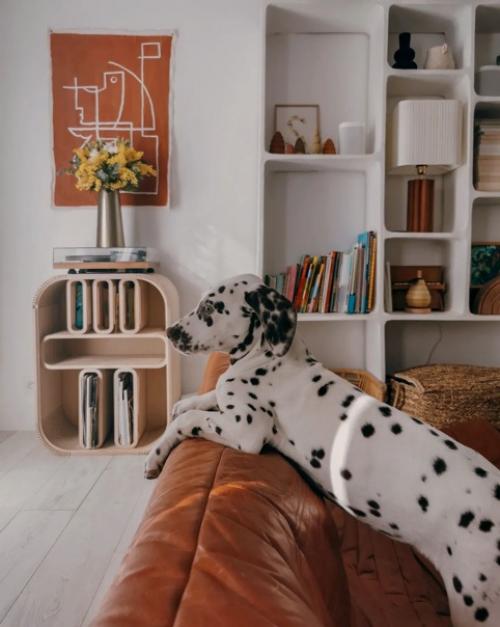 Современный дизайн скандинавского дома для большой семьи с животными. 03