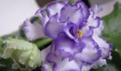 Фиалка в интерьере. Фиалка узамбарская? 

Сенполия (фиалка) - одно из самых популярных цветущих комнатных растений.