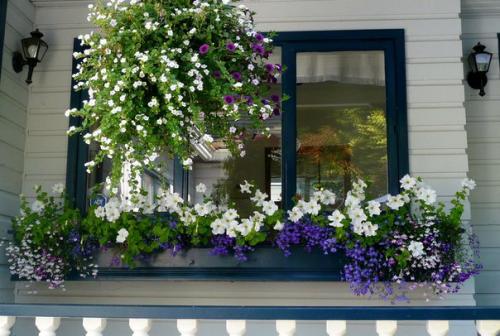 Какие цветы на балконе посадить? 05