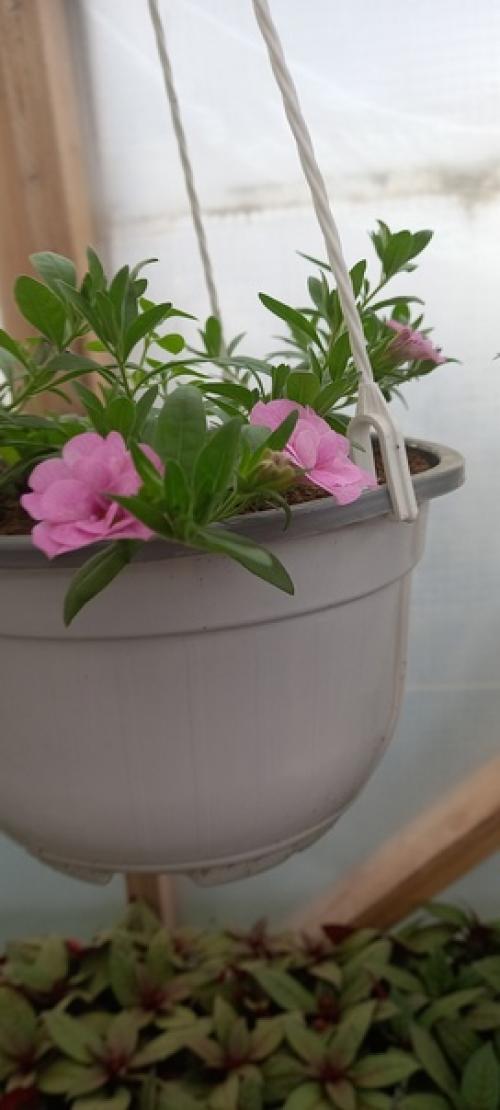 Калибрахоа ампельная махровая. 07