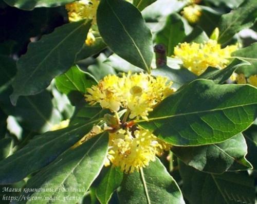 Лавр благородный. Плодовый сад в комнате. 03