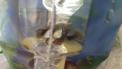 А у меня тут довольно необычный спойлер запуск аквариума! 04