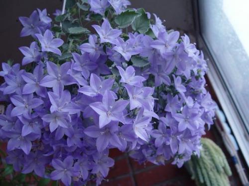 Топ - 10 вьющихся растений. 08