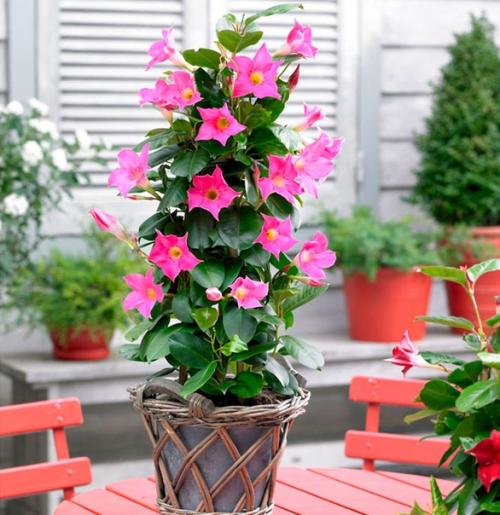 Дипладения.  Цветочнаясемья. Комнатныецветы. 06