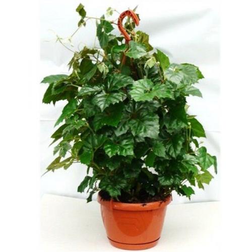 Топ - 10 вьющихся растений. 04