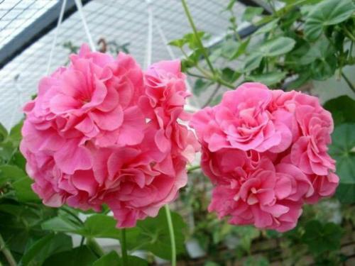 Виды пеларгоний.  Это важно знать. 01