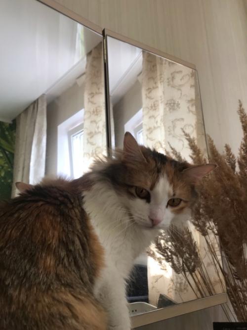 Хочу предложить вашему вниманию кошечку Афоню. 04