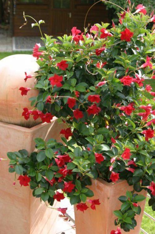 Дипладения.  Цветочнаясемья. Комнатныецветы. 05