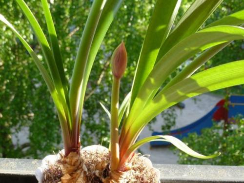 Циртантус, или валлота - алая красота. 01