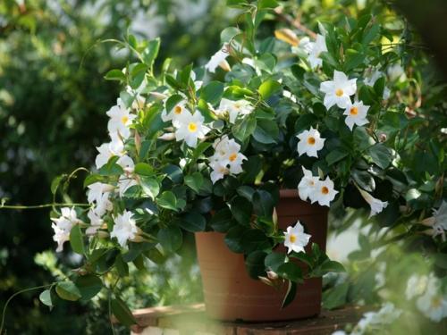 Дипладения.  Цветочнаясемья. Комнатныецветы. 07