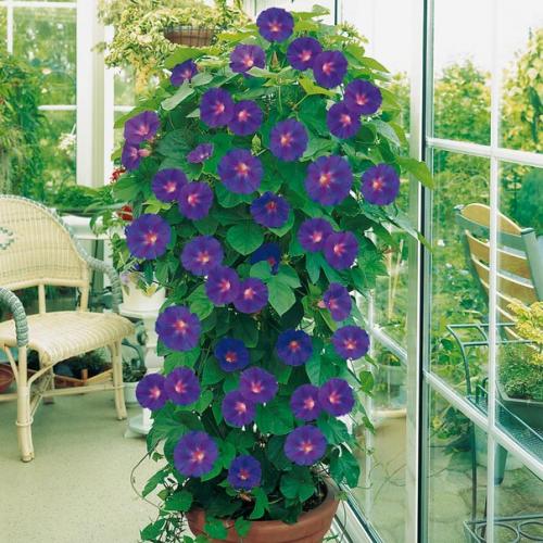 Топ - 10 вьющихся растений. 07