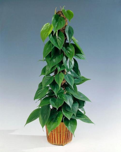 Топ - 10 вьющихся растений. 02