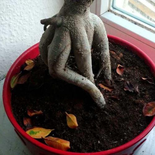 Фикус микрокарпа - бонсай для начинающих. 06