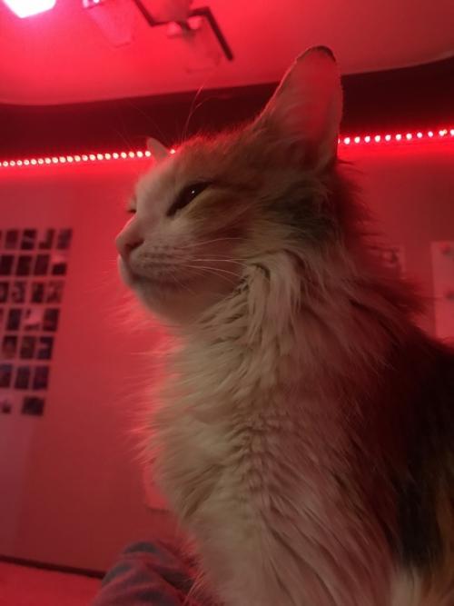 Хочу предложить вашему вниманию кошечку Афоню. 01